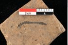 Foto (Detailansicht) von Widdringtonia ungeri Endl. (NHMW-GEO-2024-0188-0138)